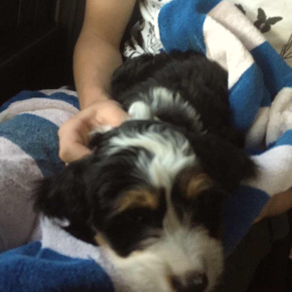 Meet your Posher, Amelia